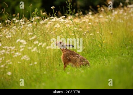 Lepre europeo, lepre bruno (Lepus europaeus), che siedono ai margini di un prato estivo con margherite, vista laterale, Germania, Sassonia Foto Stock