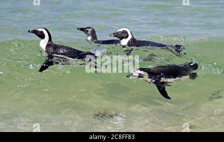 Pinguino Jackass, pinguino africano, pinguino a piedi neri (Speniscus demersus), nuoto nel surf al largo della costa sudafricana vicino a Città del Capo, Sudafrica Foto Stock