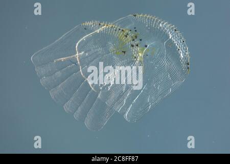 Ruffe a righe, schraetzer, ruffe Danubio (Gymnocephalus schraetzer, Gymnocephalus schraetser), scale, Germania Foto Stock