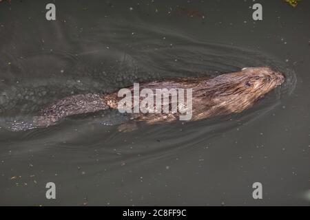 Castoro eurasiatico, castoro europeo (fibra di Castor), nuoto giovanile, Germania, Baviera Foto Stock