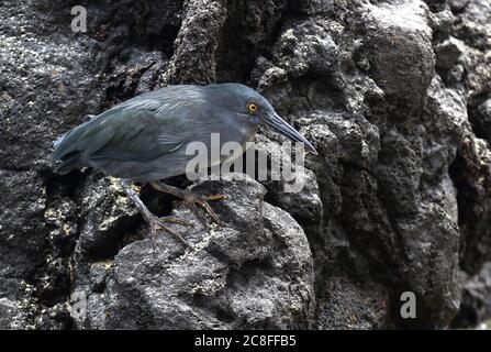Lava Heron, Galapagos lava heron (Butorides sundevalli), pesca sulla riva, Ecuador, Isole Galapagos Foto Stock