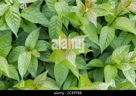 Buttonbush comune (Cephalanthus occidentalis 'Shack Shugar', Cephalanthus occidentalis Shugar Shack), cultivar Shugar Shack, USA, Michigan Foto Stock