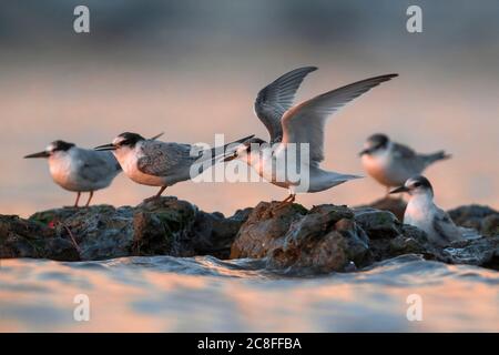 Terna (Sterna albifrons, Sternula albifrons), Immatures su una roccia costiera nel Mediterraneo in Italia, Italia, Livorno Foto Stock