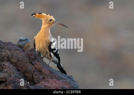 Hoopoe (Upupa epops), arroccato su una roccia, Madeira, Madeira Foto Stock