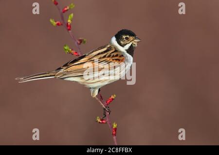 Mazzetto di canna (Emberiza schoeniclus), maschio su una filiale, Italia, Stagno di Peretola Foto Stock