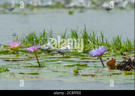 Terna nera alata bianca (Chlidonias leucopterus), due Terne alate bianche che riposano su gigli d'acqua tropicali in un lago d'acqua dolce, una è una seconda terna dell'anno solare, Uganda Foto Stock