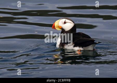 Puffin cornuto (Fratercla corniculata), adulti nuoto, Stati Uniti, Alaska Foto Stock