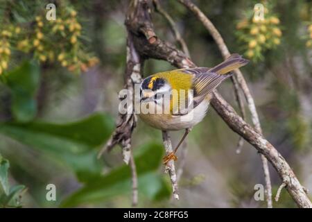 Il fuoco (Regulus ignicapilla, Regulus ignicapillus), arroccato su una succursale , Italia Foto Stock