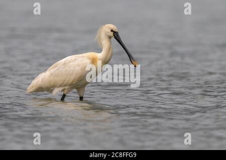 Spatola bianca (Platalea leucorodia), pesca in acque poco profonde, vista laterale, Italia, piana fiorentina Foto Stock