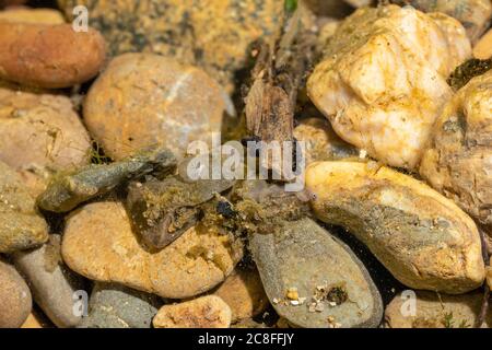 Nase (Chondrostoma nasus), uovo nello stadio eyepoint e larva sac yolc tra ciottoli, Germania Foto Stock