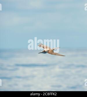 Terna bridled dell'Oceano Indiano Occidentale (Sterna anaethetus antarcticus, Onychoprion anaethetus antarcticus), Tern bridled della prima estate in volo sopra l'oceano Indiano, Comoros Foto Stock