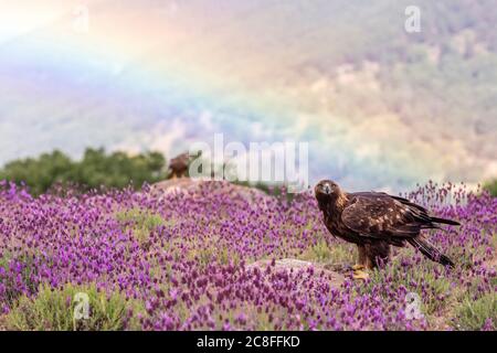 Aquila orlata (Aquila chrysaetos), che percorre tra i lavanda a terra, arcobaleno sullo sfondo., Spagna Foto Stock