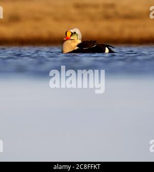 Re eider (Somateria spectabilis), nuoto maschile in piscina tundra durante la breve stagione di riproduzione, Stati Uniti, Alaska Foto Stock