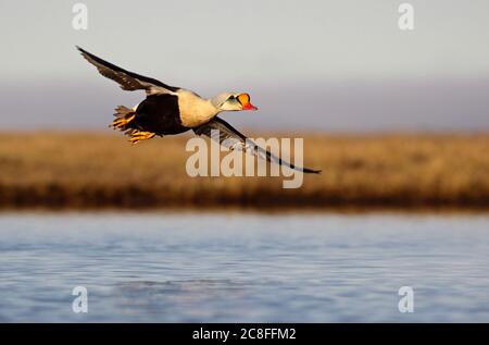 Re eider (Somateria spectabilis), maschio che sorvola il lago di tundra, USA, Alaska Foto Stock