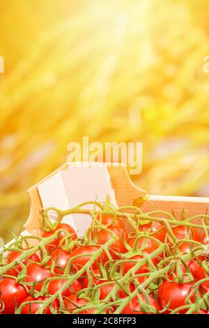 Crate con pomodori ciliegini freschi in serra olandese con luce solare intensa Foto Stock