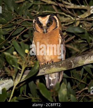 Gufo fronteggiato (Aegolius harrisii), arroccato in un albero nella foresta pluviale durante la notte, Ecuador Foto Stock
