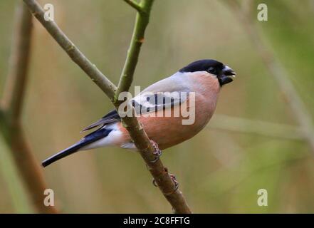 Bullfinch, bullfinch eurasiatico (Pyrrhula pyrhula pileata), femmina in ramo, mangiare, Regno Unito, Inghilterra, Norfolk Foto Stock