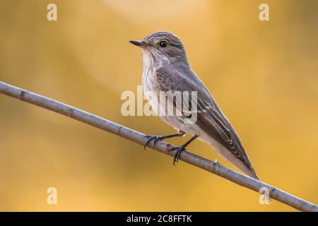 Flycatcher a macchie (Muscicapa striata), maschio arroccato su una filiale, Italia, Oasi della Querciola Foto Stock