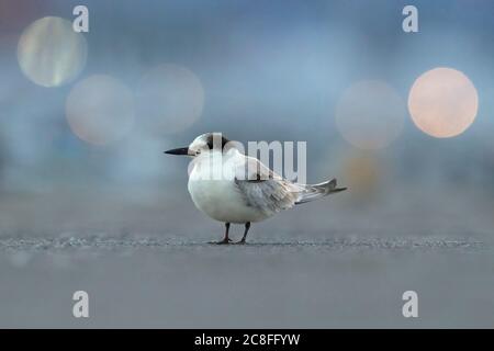 Terna comune (Sterna hirundo), primo inverno in piedi a terra, Azzorre Foto Stock