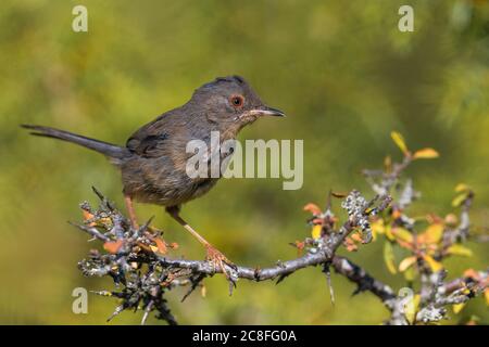 dartford Warbler (Sylvia undata, Curruca undata), giovane uccello che perdeva su un arbusto, Italia, Arezzo, Monti del Pratomagno Foto Stock