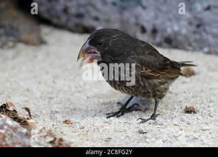Grande perch terreno (Geospiza magnirostris), foraggio a terra., Ecuador, Isole Galapagos Foto Stock