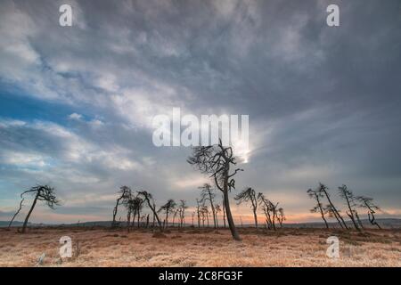 Scheletro alberi al Noir Flofay in autunno, Belgio, Wallonie, Noir Flofay, High Fens, Baraque Michel Foto Stock