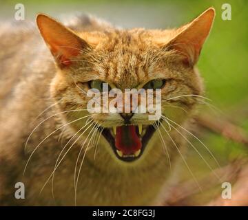 Gatto selvatico (Felis silvestris), serpente, ritratto, Germania Foto Stock