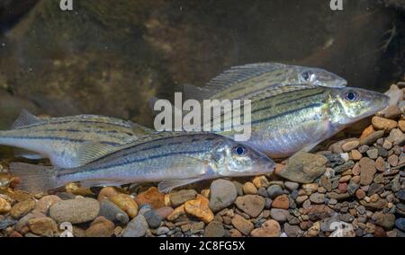 Ruffe a righe, schraetzer, ruffe Danubio (Gymnocephalus schraetzer, Gymnocephalus schraetser), uova, Germania Foto Stock