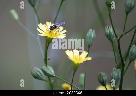 Una mosca di hover si nutre di un fiore di dente di leone in un giardino di campagna inglese. Foto Stock