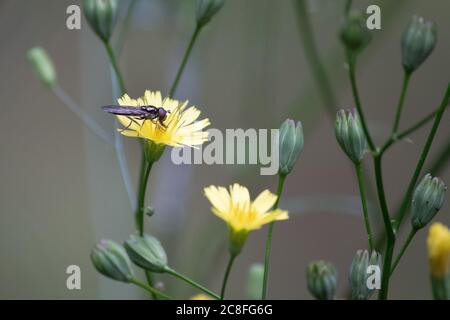 Una mosca di hover si nutre di un fiore di dente di leone in un giardino di campagna inglese. Foto Stock