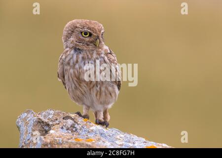 Gufo costiero Lilith (Athene noctua glaux, Athene glaux), seduta su una roccia, Marocco, Oualidia, Jaafra Foto Stock