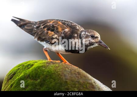 Tornello ruddy (Arenaria interpres), su roccia, Madeira Foto Stock