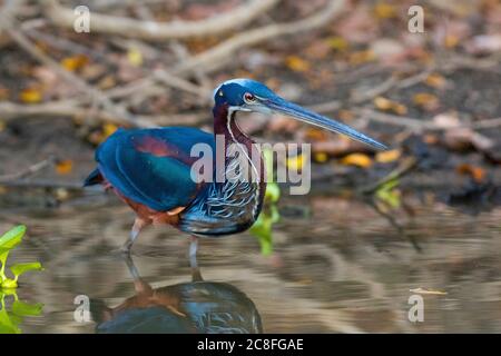 Arone castagnato (Agamia agami), in piedi in riva al fiume sotto storia, Brasile, Pantanal, Mato Grosso Foto Stock