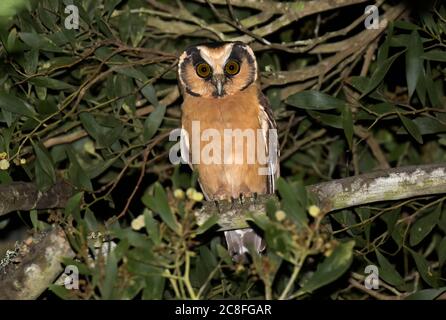 Gufo fronteggiato (Aegolius harrisii), arroccato in un albero nella foresta pluviale durante la notte, Ecuador Foto Stock