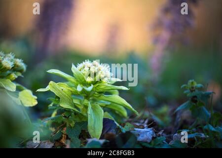 Butterbur gigante, burro giapponese-bur (Petasites japonicus), fioritura, Paesi Bassi Foto Stock