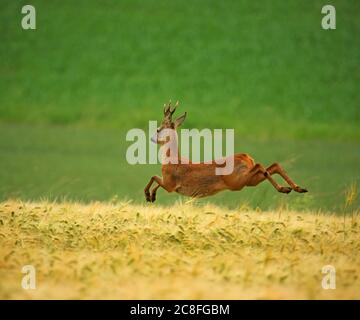 Capriolo (Capreolus capreolus), in fuga capriolo buck in un campo di grano, vista laterale, Germania, Baden-Wuerttemberg Foto Stock