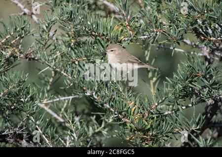 chiff-pula orientale, Chiffchaff montagna (Phylloscopus sidianus), peched in un piccolo cespuglio verde, India Foto Stock