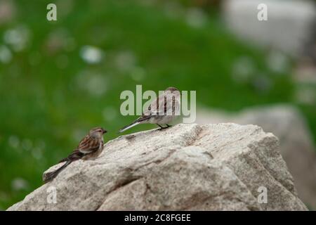 Twite caucasica (Carduelis flavirostris brevirostris, Acanthis flavirostris brevirostris, Fringilla brevirostris), arroccata su una roccia in catena montuosa, Turchia Foto Stock