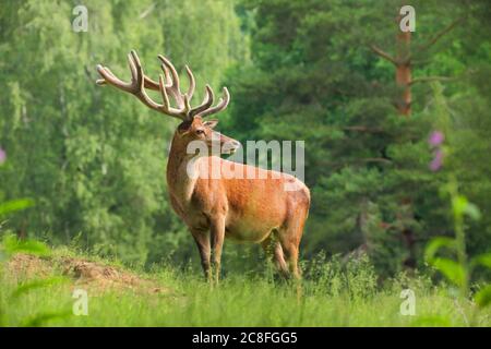 Cervi rossi (Cervus elaphus), antler di velluto su una radura in estate, Germania, Baden-Wuerttemberg Foto Stock