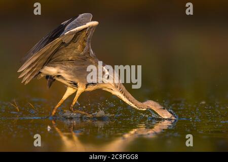 Airone grigio (Ardea cinerea), pesca, Italia, Stagno di Peretola Foto Stock