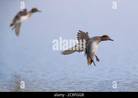 Verde alato teal (Anas crecca), drake in atterraggio avvicinamento sull'acqua, vista laterale, Italia, Stagno dei Cavalieri Foto Stock