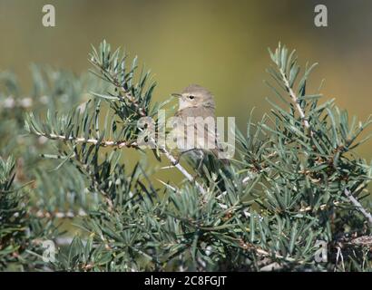 chiff-pula orientale, Chiffchaff montagna (Phylloscopus sidianus), peched in un piccolo cespuglio verde, India Foto Stock