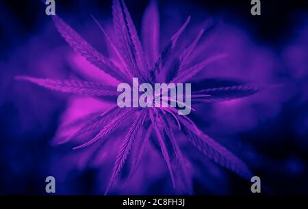 Cannabis all'inizio della fioritura. Indica medicinale con CBD. Filtro colore neon. Foto Stock