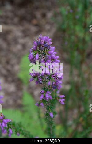 bruyère selvatico delle landes Francia Foto Stock