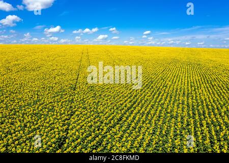 Incredibile grande girasoli campo soleggiato cielo vista aerea. Foto Stock