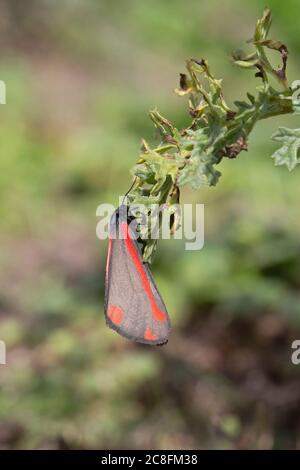 Il cinabro Tarma (Tyria jacobaeae) Foto Stock