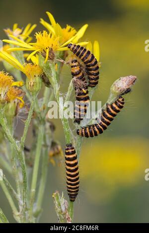 Il cinabro Tarma (Tyria jacobaeae) Foto Stock