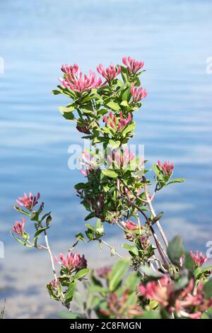 Honeysuckle selvatico ((Lonicera periclymenum)) che cresce accanto all'acqua nel porto di Chichester Foto Stock