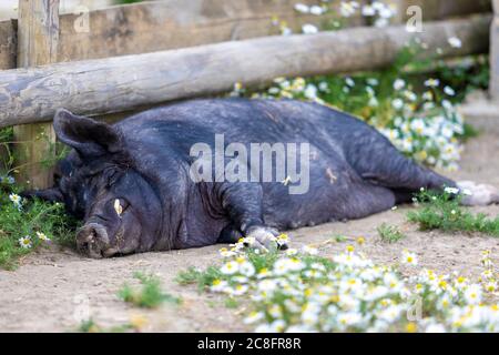 Brentwood, Essex, Regno Unito. 24 luglio 2020. Hopefield Animal Sanctuary, i cui ambasciatori sono Leona Lewis, Simon Cowell e James Arthur, riapre al pubblico per la prima volta dopo il blocco di Coronavirus/COVID-19. Il santuario ha diverse nuove misure 'COVID-Secure' in atto, tra cui controlli di temperatura obbligatori, stazioni di sanificazione manuale e sistemi a una via. Credit: Ricci Fothergill/Alamy Live News Foto Stock