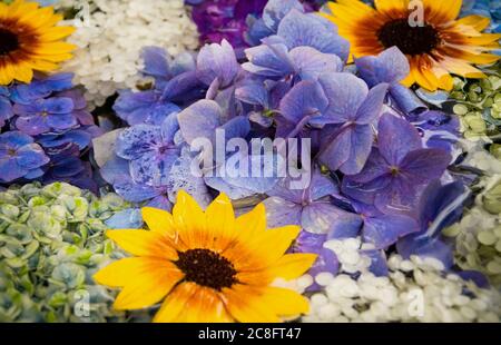 All'ingresso del parco dei fiori, c'erano alcune grandi ciotole in ceramica riempite d'acqua che avevano tagliato girasoli che accentuavano varie sfumature di bianco, Foto Stock